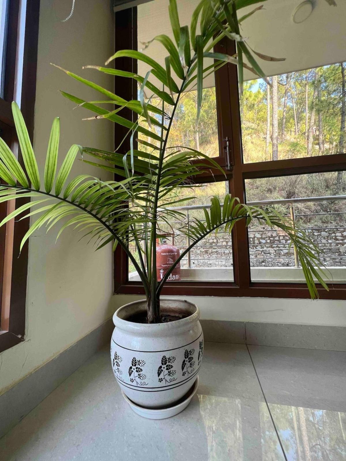 2Bhk Furnished Apartment/Near Kasauli/Barog/Luv Fun & Adventure 솔란 외부 사진